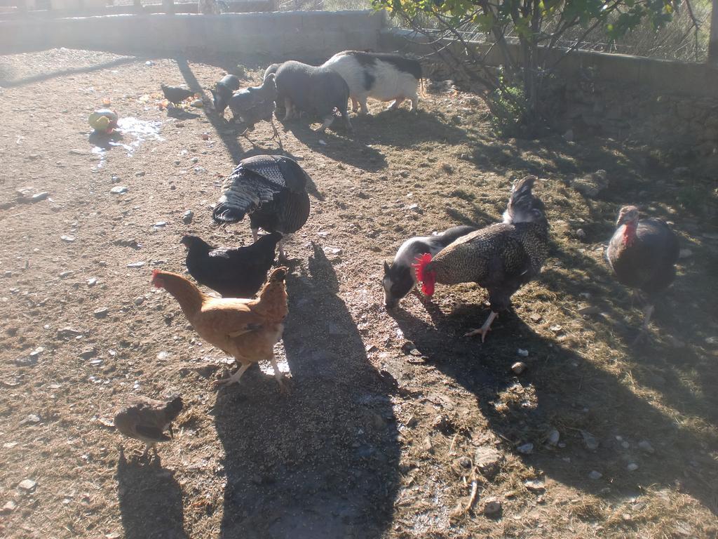 Horta Da Quinta Pensionat Mértola Exteriör bild